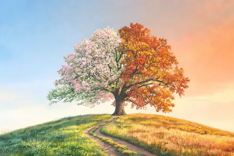 A single oak on a green hill split down the middle: pink spring blossom on the left, blazing autumn leaves under a sunset on the right.