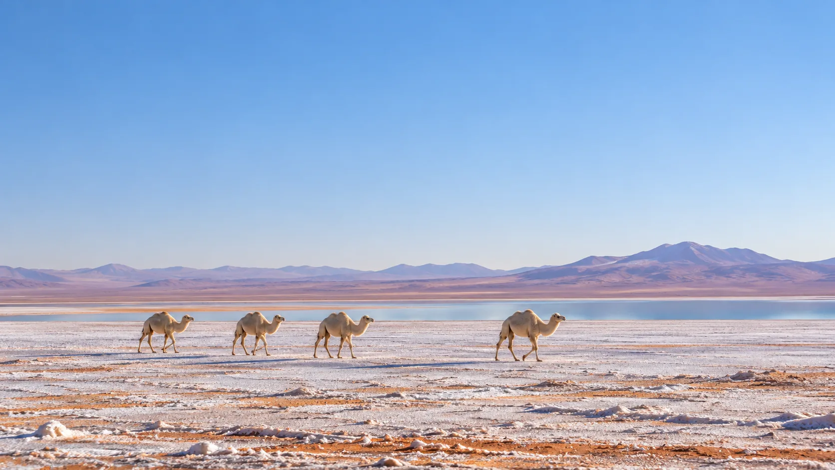 Camels Salt Horizon, made with GPT Image 2.5 Sunburst